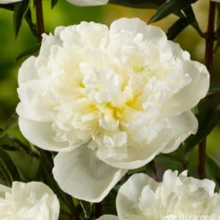 Botte De 3 Pivoines Duchesse Nemours H.50cm