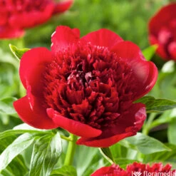 Botte De 3 Pivoines Red Charm H.50cm