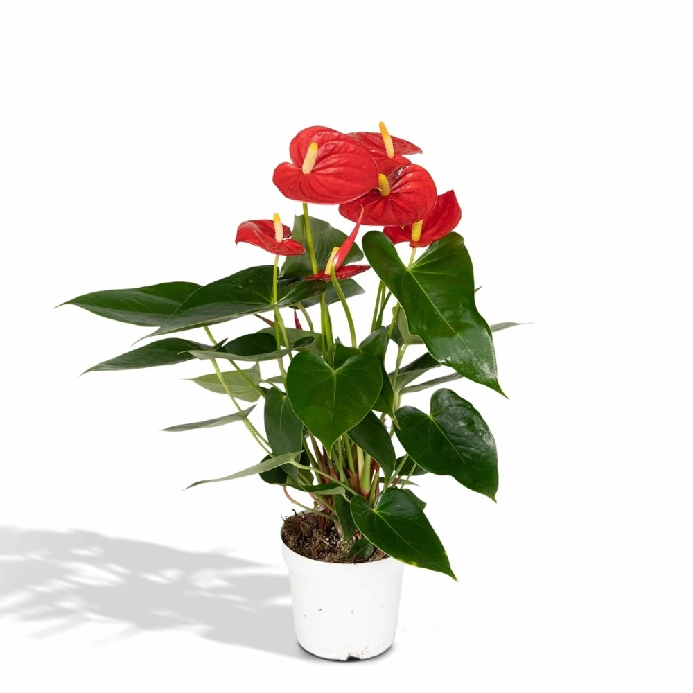 Anthurium Rouge - H40cm, ø12cm - Plante D'intérieur 1 Anthurium Rouge - H40cm, ø12cm - Plante D'intérieur