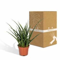 Sansevieria Fernwood Punk - H30cm, ø12cm - Plante D'intérieur Sans Entretien 9 Sansevieria Fernwood Punk - H30cm, ø12cm - Plante D'intérieur Sans Entretien -Emerald Soldes 74e4a547941876d2
