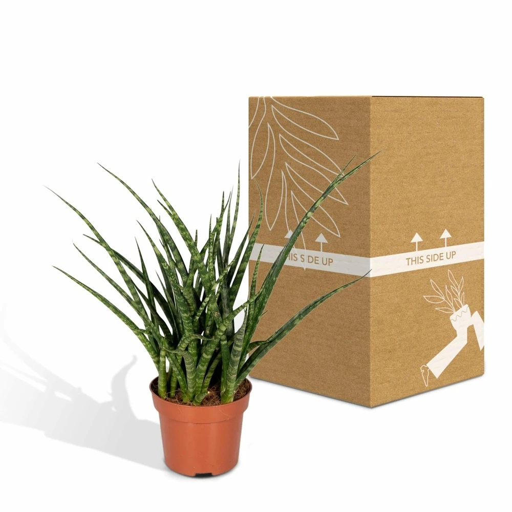 Sansevieria Fernwood Punk - H30cm, ø12cm - Plante D'intérieur Sans Entretien 5 Sansevieria Fernwood Punk - H30cm, ø12cm - Plante D'intérieur Sans Entretien – Image 5