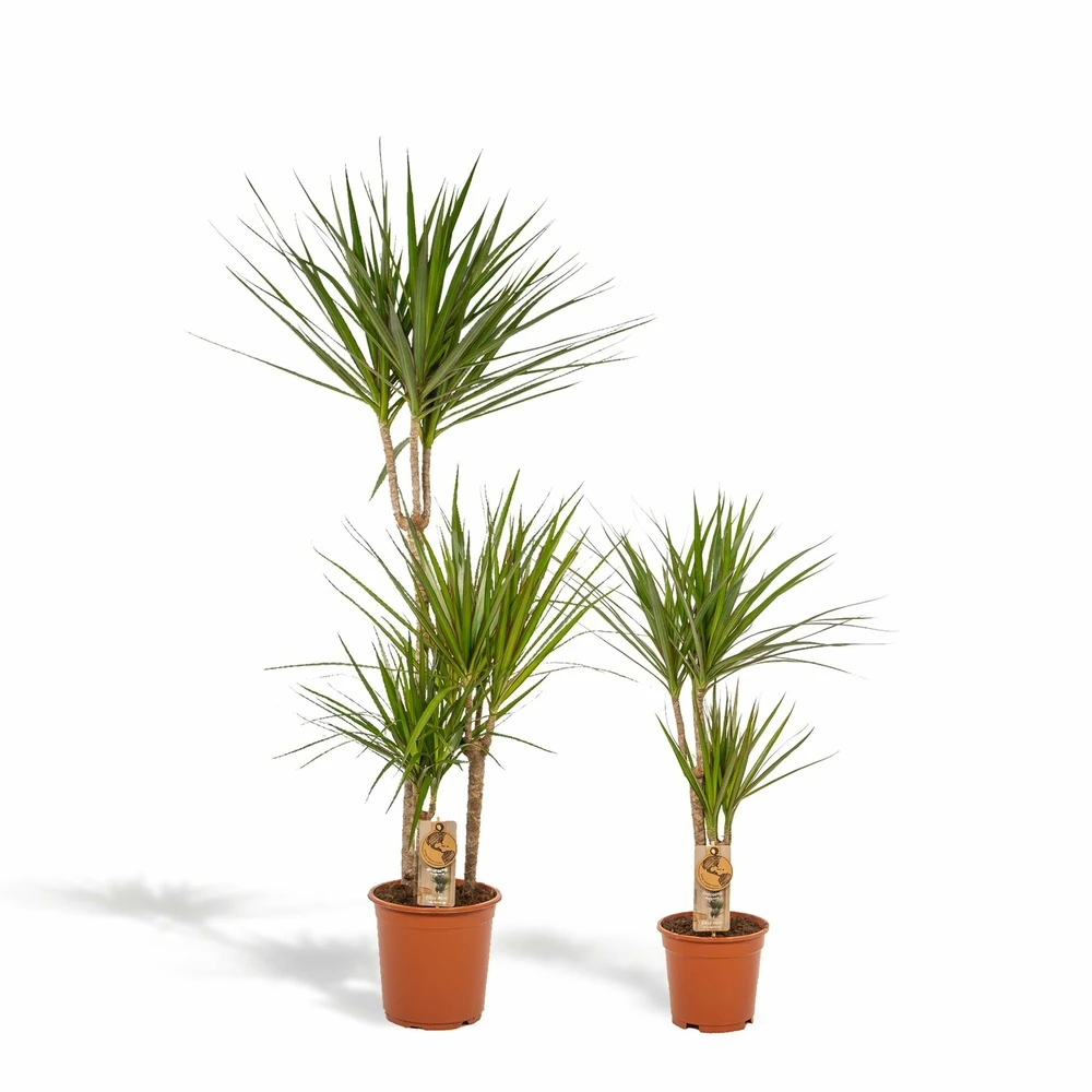Dracaena Duo De Plantes - Plantes D'intérieur 1 Dracaena Duo De Plantes - Plantes D'intérieur