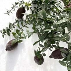 Citron Caviar H140/160cm : C35L -Emerald Soldes 784972 006