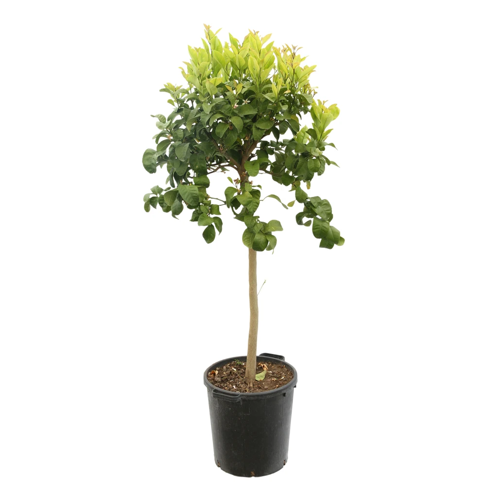 Cédratier H140/160cm : C35L 1 Cédratier H140/160cm : C35L