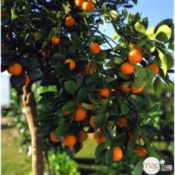 Clémentinier H140/160cm : C35L 5 Clémentinier H140/160cm : C35L -Emerald Soldes 784975 003