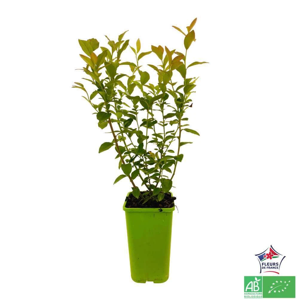 Myrtillier 'Brigitta Blue' Bio : Pot De 1,5 Litres 1 Myrtillier 'Brigitta Blue' Bio : Pot De 1,5 Litres