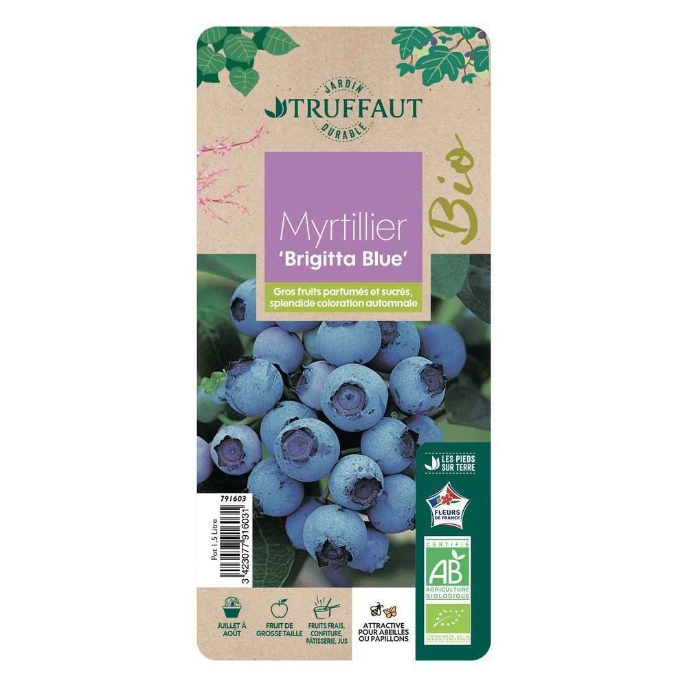 Myrtillier 'Brigitta Blue' Bio : Pot De 1,5 Litres 2 Myrtillier 'Brigitta Blue' Bio : Pot De 1,5 Litres – Image 2