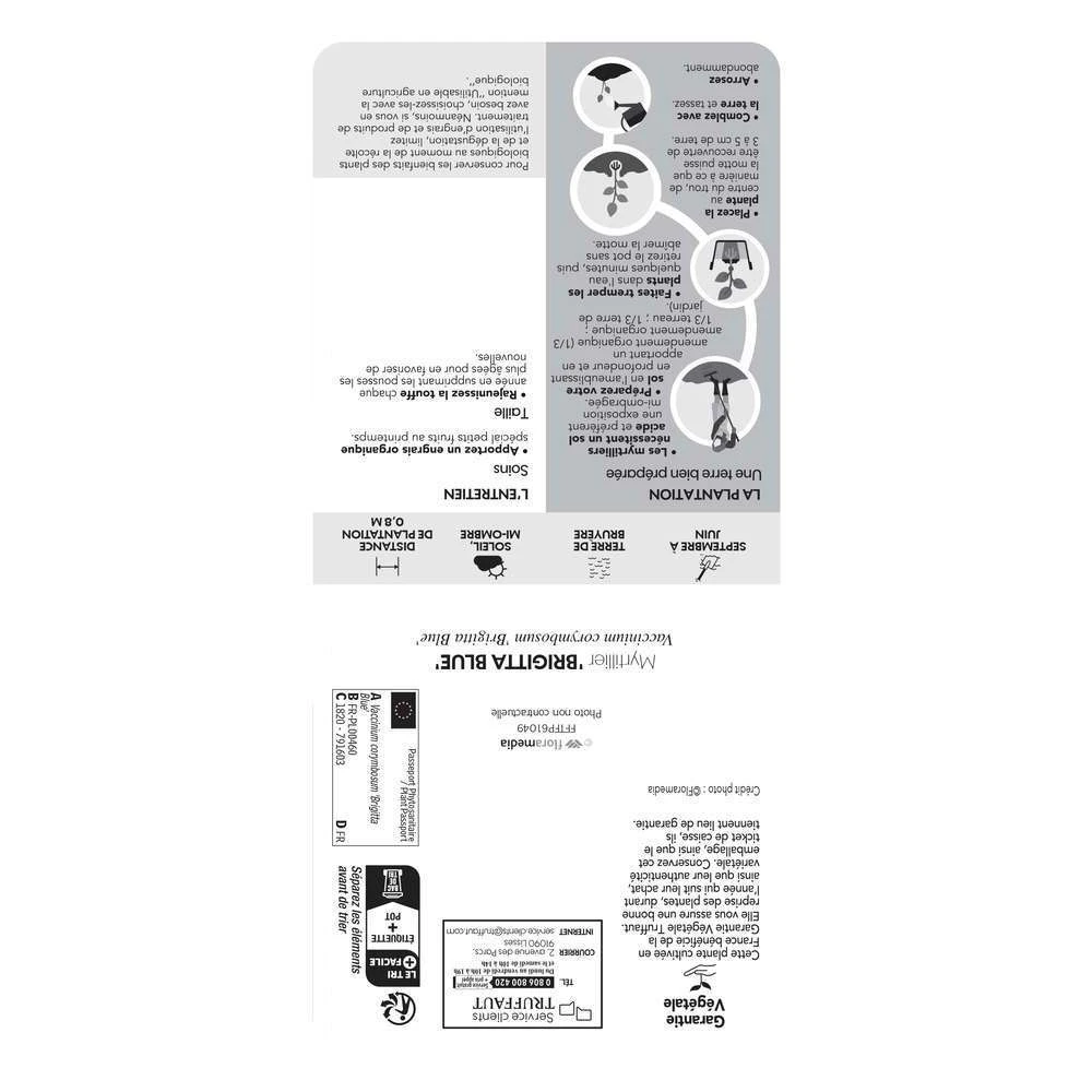 Myrtillier 'Brigitta Blue' Bio : Pot De 1,5 Litres 3 Myrtillier 'Brigitta Blue' Bio : Pot De 1,5 Litres – Image 3