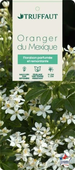 Choisya Ternata: C 5L -Emerald Soldes 797537 005