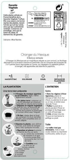 Choisya Ternata: C 5L -Emerald Soldes 797537 006