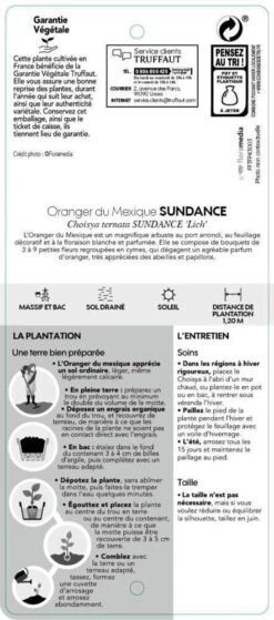 Choisya Ternata Sundance : H30/40cm C 5L -Emerald Soldes 797540 004