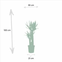 Yucca, Dracaena, Duo De Plantes - Grandes Plantes D'intérieur -Emerald Soldes 7e359b0b76b1f232