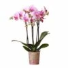 Orchidée Rose Phalaenopsis - H35cm, ø9cm - Plante D'intérieur Fleurie