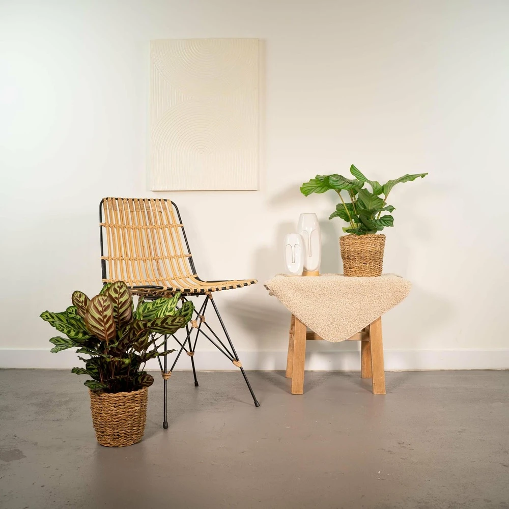 Calathea Makoyana, Calathea Orbifolia, Duo De Plantes - Plantes D'intérieur 2 Calathea Makoyana, Calathea Orbifolia, Duo De Plantes - Plantes D'intérieur – Image 2