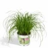 Herbe à Chat - H20cm, ø12cm - Plante D'intérieur