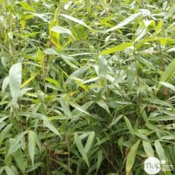 Bambou Non-traçant Fargesia Robusta 'Pingwu': Pot De 5 Litres -Emerald Soldes 814657 001