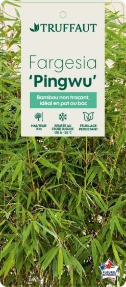 Bambou Non-traçant Fargesia Robusta 'Pingwu': Pot De 5 Litres -Emerald Soldes 814657 002