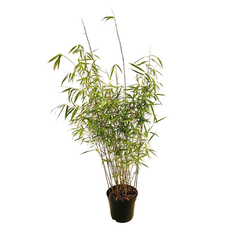 Bambou Non-traçant Fargesia Scabrida 'Asian Wonder': Pot De 5 Litres 1 Bambou Non-traçant Fargesia Scabrida 'Asian Wonder': Pot De 5 Litres