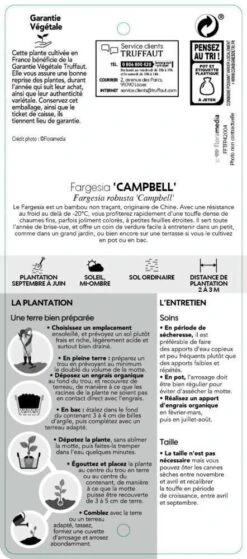 Bambou Non-traçant Fargesia Robusta 'Campbell': Pot De 12 Litres 7 Bambou Non-traçant Fargesia Robusta 'Campbell': Pot De 12 Litres -Emerald Soldes 814665 002