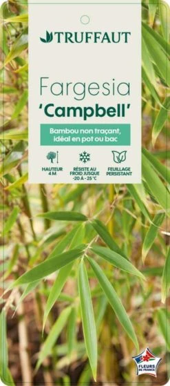 Bambou Non-traçant Fargesia Robusta 'Campbell': Pot De 12 Litres 6 Bambou Non-traçant Fargesia Robusta 'Campbell': Pot De 12 Litres -Emerald Soldes 814665 003