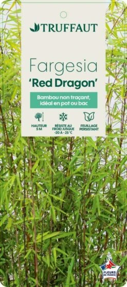 Bambou Non-traçant Fargesia Nitida 'Red Dragon': Pot De 12 Litres -Emerald Soldes 814666 003