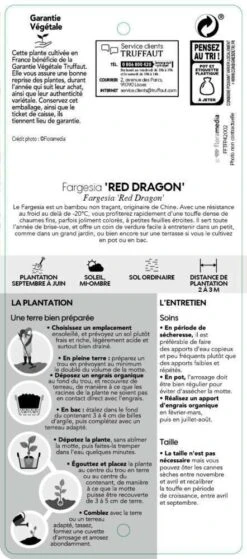 Bambou Non-traçant Fargesia Nitida 'Red Dragon': Pot De 12 Litres -Emerald Soldes 814666 004