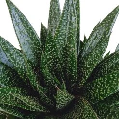 Gasteria - H25, ø17cm - Plantes D'intérieur Facile D'entretien -Emerald Soldes 818ffe401a08ccd6