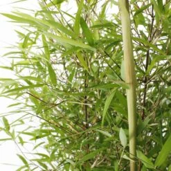 Bambou Non-traçant Fargesia Angustissima: Pot De 5 Litres 7 Bambou Non-traçant Fargesia Angustissima: Pot De 5 Litres -Emerald Soldes 825296 006