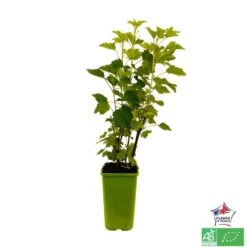 Groseillier à Grappes 'Jonkheer Van Tets' Bio: Pot 1,5 Litres -Emerald Soldes 827044 004