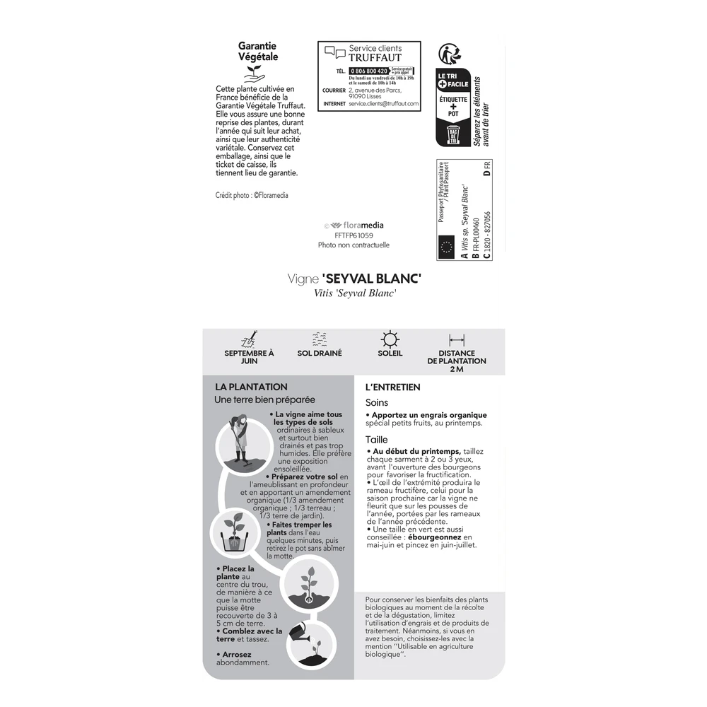 Vigne 'Seyval Blanc' AB - Pot 1,5 L 4 Vigne 'Seyval Blanc' AB - Pot 1,5 L – Image 4