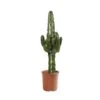 Euphorbia Erythrea : Pot D19 X H80cm