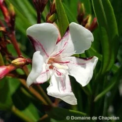 Nerium Oleander Harriet Newding' Pot 5L