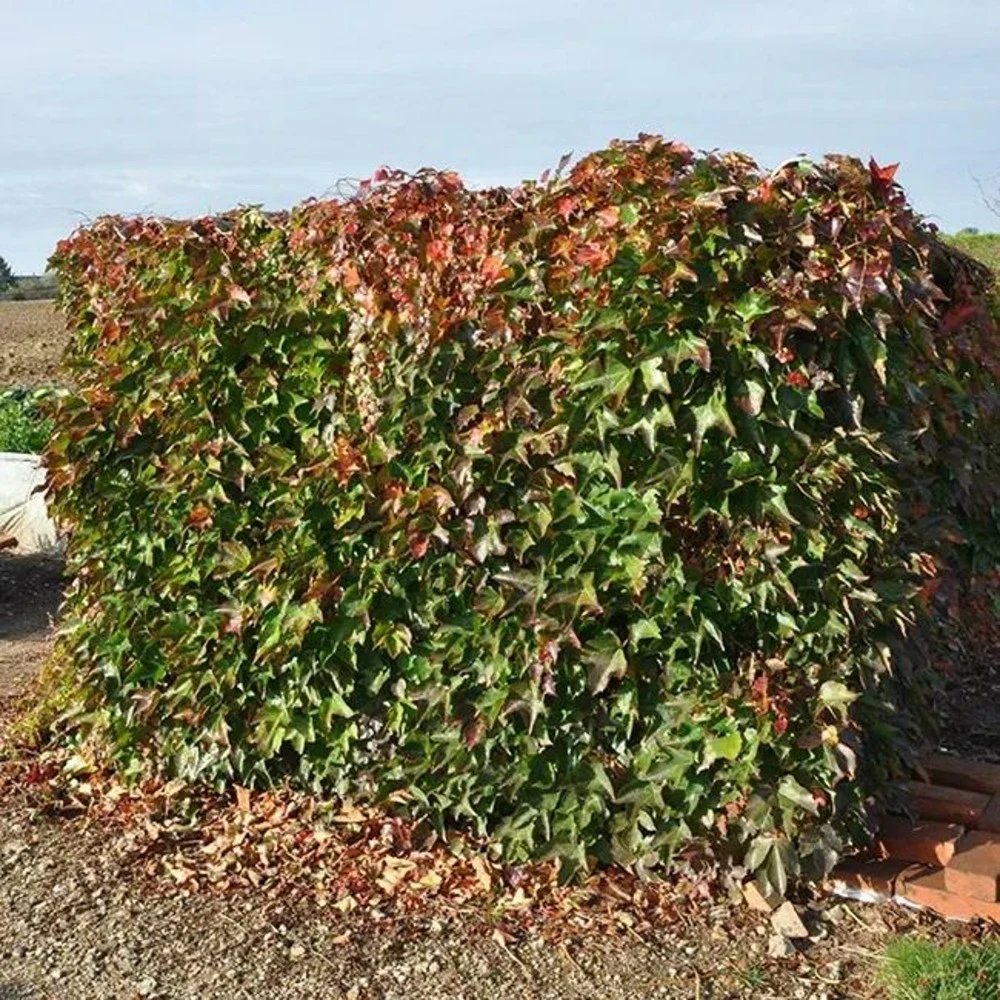 Vigne Vierge à Petites Feuilles 'minutifolia' - Parthenocissus Tricuspidata 3l 2 Vigne Vierge à Petites Feuilles 'minutifolia' - Parthenocissus Tricuspidata 3l – Image 2