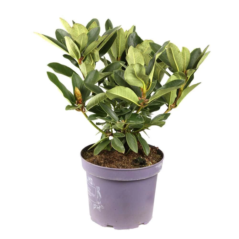 Rhododendron Inkarho Dufthecke : Pot 5L 2 Rhododendron Inkarho Dufthecke : Pot 5L – Image 2