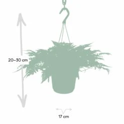 Humata Tyermannii - H20cm, ø17cm - Plante D'intérieur Tombante -Emerald Soldes 82e196ebc3b354a5