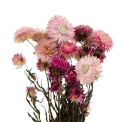 Bouquet De Fleurs Séchées Helichrysum Rose 5 Bouquet De Fleurs Séchées Helichrysum Rose -Emerald Soldes 837659 1697287