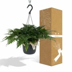 Humata Tyermannii - H20cm, ø17cm - Plante D'intérieur Tombante -Emerald Soldes 838c2a9c060e14c2