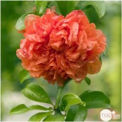 Punica Granatum Pot 45L, 18/20. -Emerald Soldes 840073 003