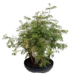 Bonsaï D'extérieur Avec Soucoupe, 10/12 Ans