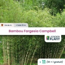 11 X Bambou Fargesia Campbell En Pot De 4 L