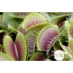 Attrape-mouches : Ø12cm, Pot -Emerald Soldes 85271 001