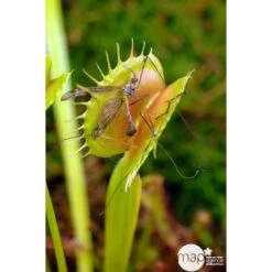 Attrape-mouches : Ø12cm, Pot -Emerald Soldes 85271 003