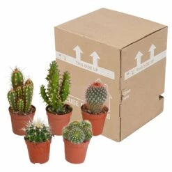 Cactus, Box De 5 Plantes - H8cm, ø5,5cm - Plantes D'intérieur -Emerald Soldes 855b4e225476998c
