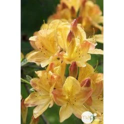 Azalea Mollis Trevarez Pot 7,5L -Emerald Soldes 858101 003