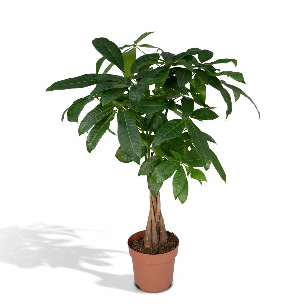 Pachira Aquatica - H70cm, ø17cm - Grande Plante D'intérieur 1 Pachira Aquatica - H70cm, ø17cm - Grande Plante D'intérieur
