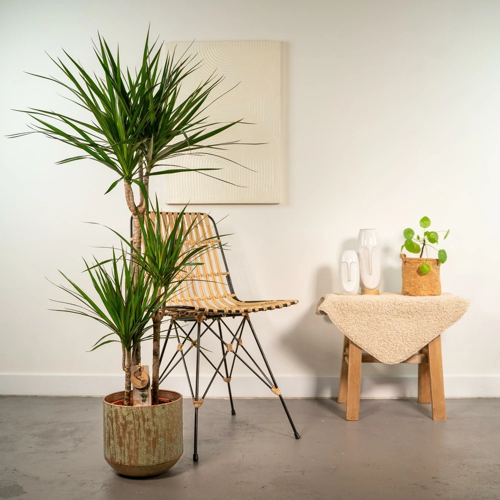 Dracaena Et Son Cache-pot - H120cm, ø21cm - Très Grande Plante D'intérieur 2 Dracaena Et Son Cache-pot - H120cm, ø21cm - Très Grande Plante D'intérieur – Image 2