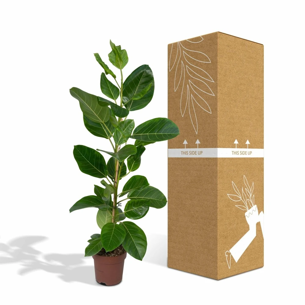 Ficus Altissima - H85cm, ø21cm - Grande Plante D'intérieur 3 Ficus Altissima - H85cm, ø21cm - Grande Plante D'intérieur – Image 3