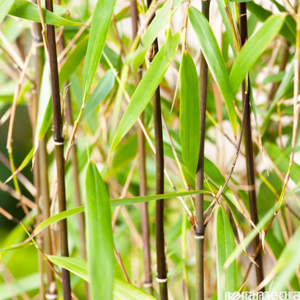 Bambou Non-traçant Fargesia Scabrida 'Asian Wonder' 100/120 Cm: Pot 5L 1 Bambou Non-traçant Fargesia Scabrida 'Asian Wonder' 100/120 Cm: Pot 5L