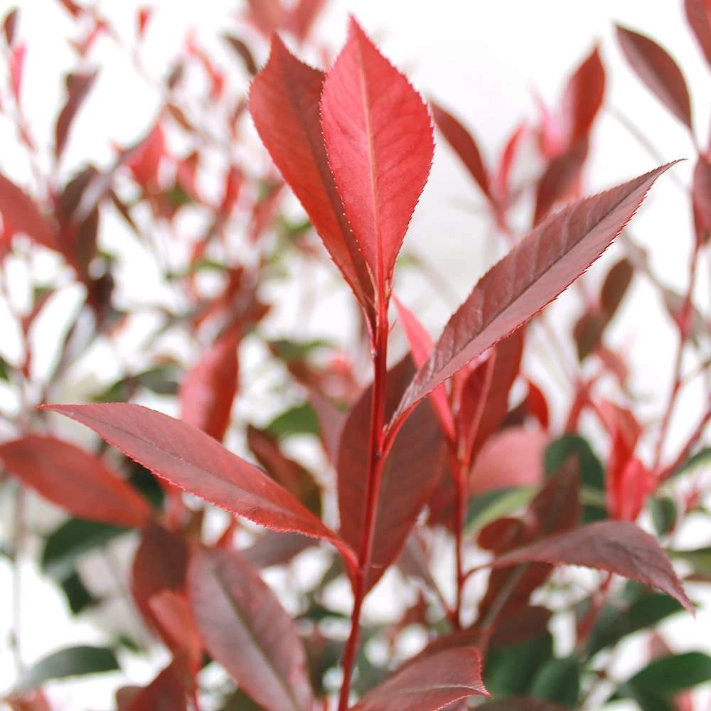 Photinia "Carré Rouge" Pot 10L 1/125 2 Photinia "Carré Rouge" Pot 10L 1/125 – Image 2