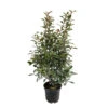 Photinia "Carré Rouge" Pot 10L 1/125